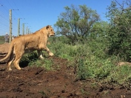 Львы из бердянского зоопарка прибыли в Южную Африку, - ФОТО