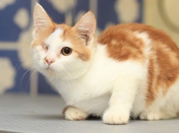 5 лет за глаз котенка: какие приговоры за жестокое обращение с животными выносят суды Днепропетровщины