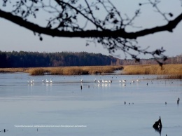Появились фото стаи белых лебедей на реке в зоне отчуждения у Чернобыльской АЭС