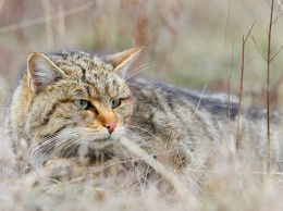 Редкого лесного кота обнаружили в заповеднике на Тернопольщине