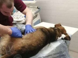 В Днепре спасают собаку, которую сбили и расстреляли