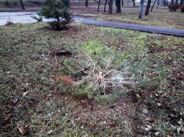 В трех районах Киева неизвестные украли елки на Новый год