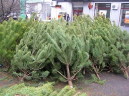 Полиция предотвратила незаконную торговлю елками в Киевской области