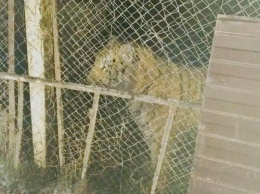 Хозяину обнаруженных в Киеве беспризорных тигров грозит до 3 лет тюрьмы