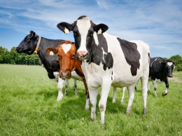 Запорожские фермеры получили 27 миллионов на содержание коров