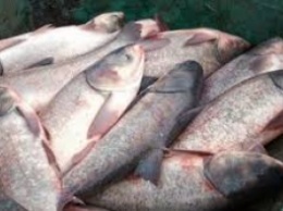 Браконьер наловил в канале рыбы на 50 тысяч гривен