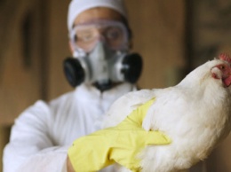 Птичий грипп в Польше обнаружили еще на двух фермах