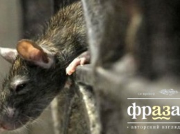 Пассажиров киевского метро пугают полчища крыс