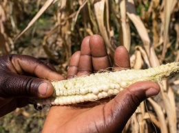 Украина будет экспортировать кукурузу в Зимбабве