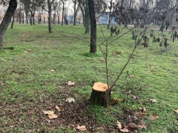В херсонском парке зафиксировали свежую вырубку деревьев