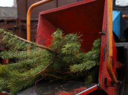 Новогодние елки в Киеве можно будет утилизировать до 1 февраля