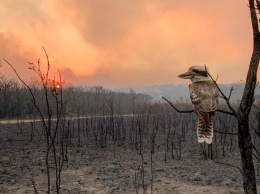 Жительница Австралии о бушующих пожарах: Мы боготворим пожарных и молимся о дожде