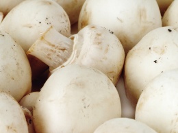 Бюджетные и вкусные рецепты: как приготовить грибы разными способами