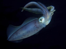 Ученые секвенировали геном гигантского кальмара