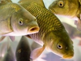 Из-за аномально теплой зимы рыбное хозяйство Днепропетровщины может понести сотни тонн убытков