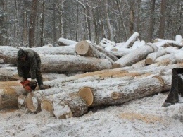 В Харькове четырех госчиновников подозревают в массовой вырубке редкой породы дуба