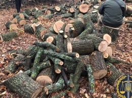 На Харьковщине лесники вырубали деревьев на 17 миллионов