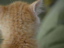 В Британии живет кошка с двухцветными глазами. ФОТО