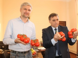Тепличный комбинат «Белогорский» собрал первые 22 тонны томатов