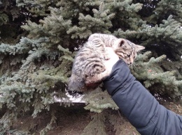 На Днепропетровщине спасатели сняли кота с дерева, - ФОТО