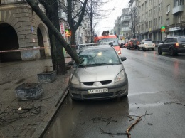 В Харькове сломавшееся от ветра дерево пробило насквозь легковушку: фото