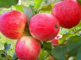 В этом году Украина может остаться без урожая яблок. И не только