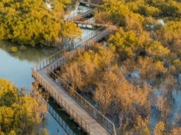 В Абу-Даби открыли мангровый парк