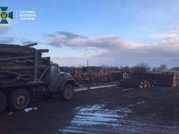 Похитил леса на 200 тысяч: в Черкасской области осудили экс-директора лесхоза