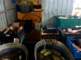 На рынках Киевщины изъяли рыбу