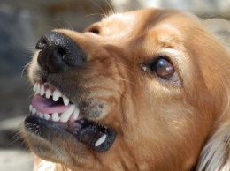 В Феодосии растет число пострадавших от бродячих собак