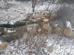 На Днепропетровщине задержали пять браконьеров, незаконно рубивших лес, - ФОТО