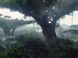 Ученые смогут изучить историю человечества с помощью стволов тропических деревьев