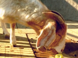 В Запорожской области появились вислоухие козы