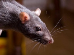Глупые и с клыками: ученые нашли останки древних крыс размером с человека