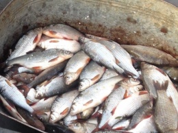 Браконьеры вылавливают рыбу из загрязненного пестицидами Каховского водохранилища
