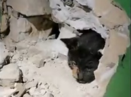 В Броварах разбили стену ради спасения кошки (видео)