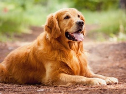 ТОП-5 самых добрых пород собак
