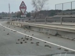 В Испании на шоссе обнаружили сотни мертвых птиц