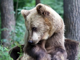 Медвежий приют "Домажир" назвал дату открытия турсезона