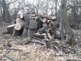 На Днепропетровщине полицейские задержали преступников-лесорубов, - ФОТО