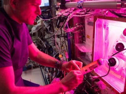 Специалисты НАСА сумели вырастить салат на МКС