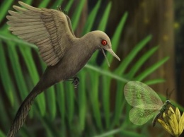 В янтаре обнаружили самого маленького динозавра