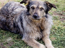 В Никополе снова травят животных: погибло две собаки