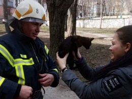 Днепровские спасатели достали кота с дерева, - ФОТО