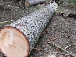 На Тернопольщине срезанное дерево насмерть привалило обидчика