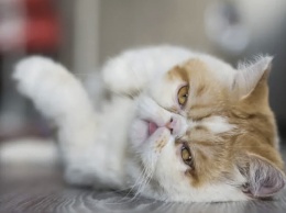 Самые приветливые и любвеобильные: ТОП-5 пород кошек, которые любят обниматься