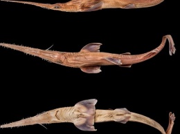 Ученые открыли два новых вида пилоносых акул