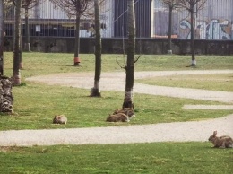 Карантин в Италии: В Милане парки заполонили зайцы
