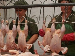 Ряд стран сняли ограничения на экспорт птицы из Украины