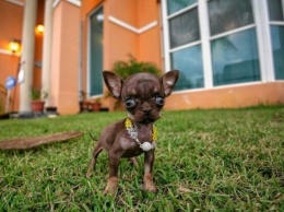 Названа самая маленькая собачка в мире (видео, фото)